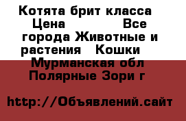 Котята брит класса › Цена ­ 20 000 - Все города Животные и растения » Кошки   . Мурманская обл.,Полярные Зори г.